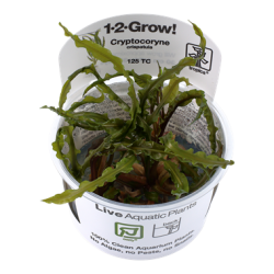 Cryptocoryne Crispatula in Cup - Tropica