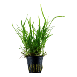 Microsorium pteropus trident in vasetto - Tropica