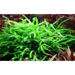 Trident de microsorium pteropus dans le pot - Tropica 2