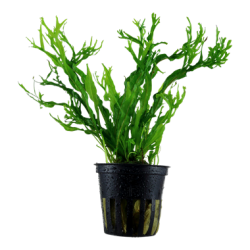 Microsorium pteropus windelov in vasetto - Tropica