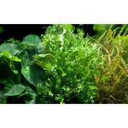 Microsorium pteropus windelov in vasetto - Tropica 2