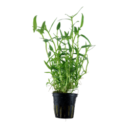 Murdannia keisak in vasetto - Tropica
