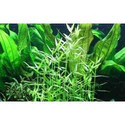 Murdannia keisak in vasetto - Tropica 2