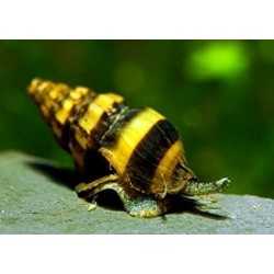 helena Anentome Killer snail