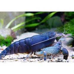 Atya gabonensis tg. XL 2
