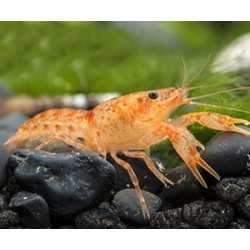 Cambarellus orange 2