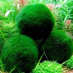 Marimo - Cladophora Aegagrophila