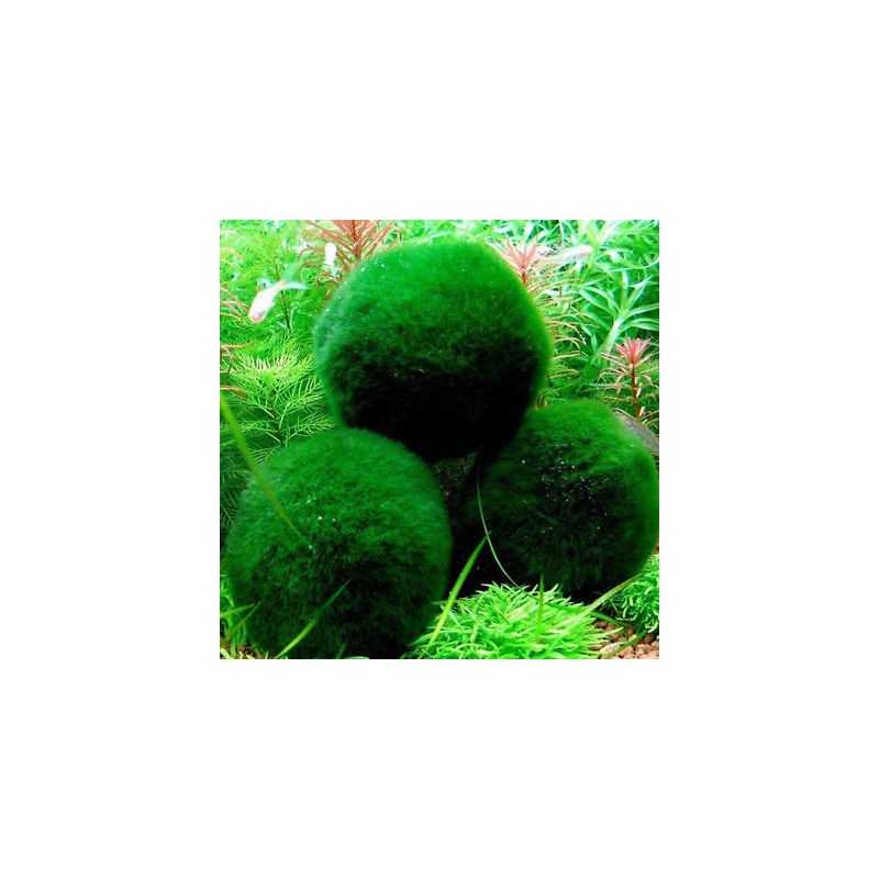 Marimo - Cladophora Aegagrophila
