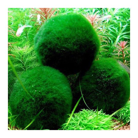 Marimo - Cladophora Aegagrophila