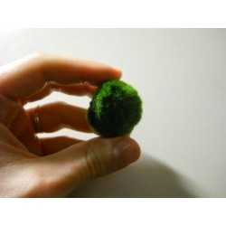 Marimo - Cladophora Aegagroghila 2