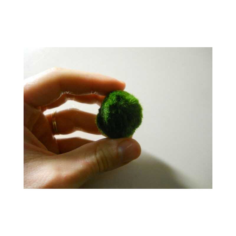 Marimo - Cladophora Aegagrophila