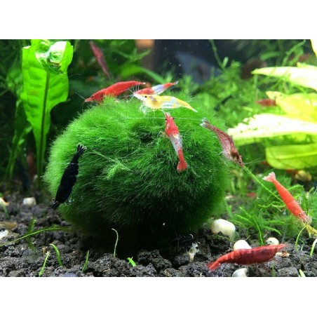 Marimo - Cladophora Aegagroghila