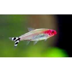 Petitella Hemigrammus Bleheri Georgiae