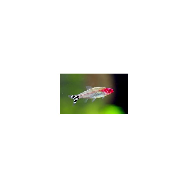 Petitella Hemigrammus Bleheri georgiae
