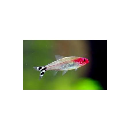Petitella Hemmigrammus Bleheri Georgiae