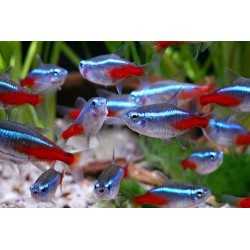 Neon tg XL paracheirodon innesi