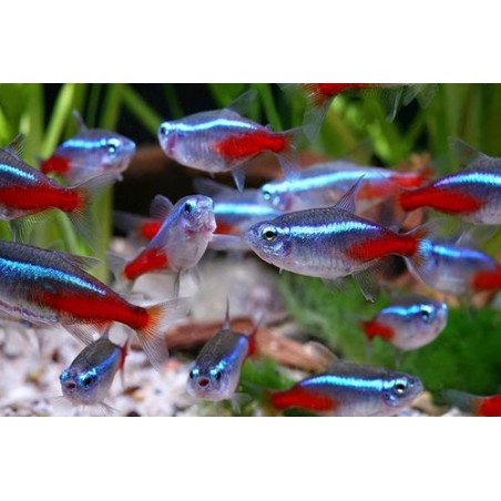 Neon tg XL paracheirodon innesi