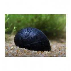 lumaca Neritina Pulligera Black Helmet 2