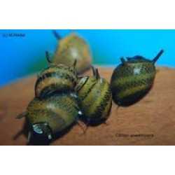 snail Clithon Sowerbyaana