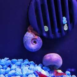Helisoma anceps Blu Planorbella 2