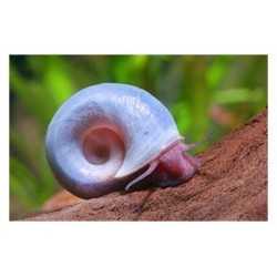 Lumaca Helisoma anceps Rosa pink Planorbella 2