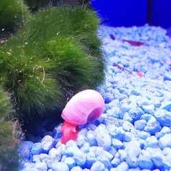 Lumaca Helisoma anceps Rosa pink Planorbella