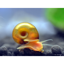 ANCEPS HELISOMA Orange Planorbella