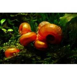 ANCEPS HELISOMA Orange Planorbella 2