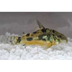 Corydoras Paleatus
