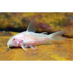 Corydoras Albino Paleatus 2