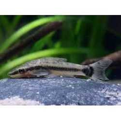 Otocinclus Affinis