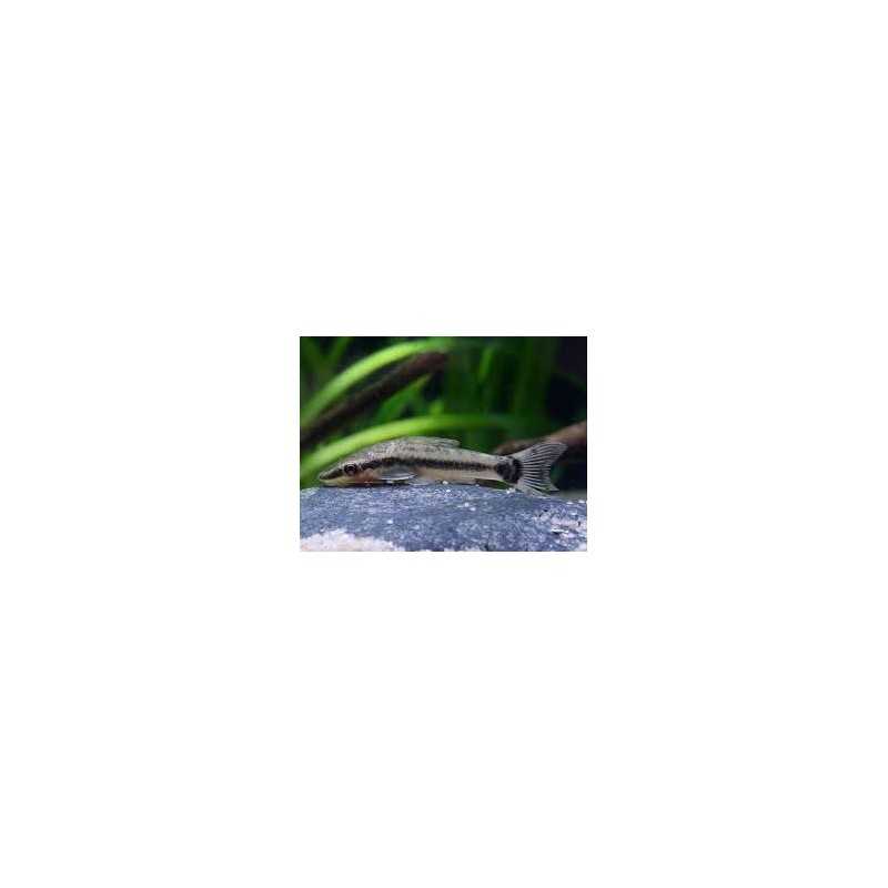 Otocinclus Affinis