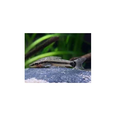 Otocinclus Affinis