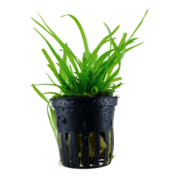 Sagittaria sous-t-elle subtilité à Jar - Tropica