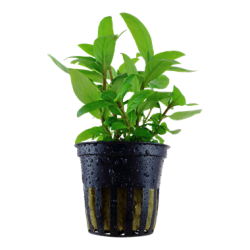 Staurogyne repens in jar - Tropica