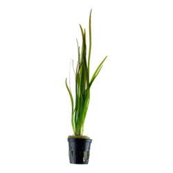 Vallisneria spiralis Tiger in vasetto - Tropica