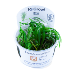 BLYXA JAPONICA IN CUP - Tropica
