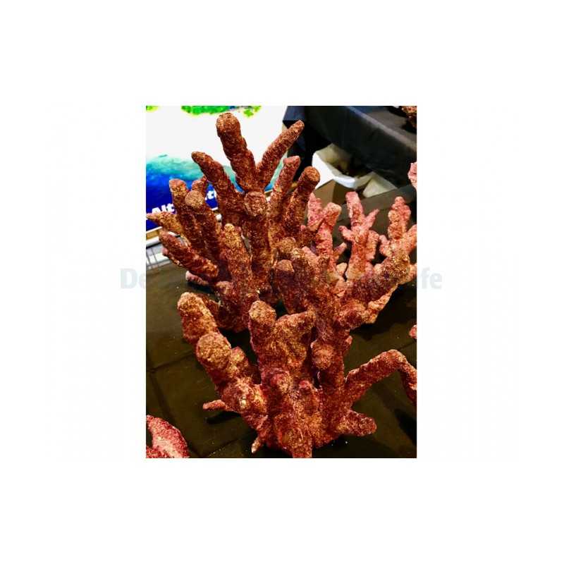 Fancy Branch Real Reef Rock Rocce sintetiche vive