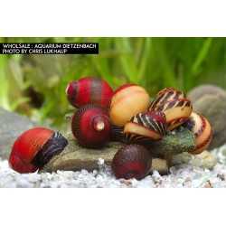 lumaca Vittina Waigiensis mangia alghe