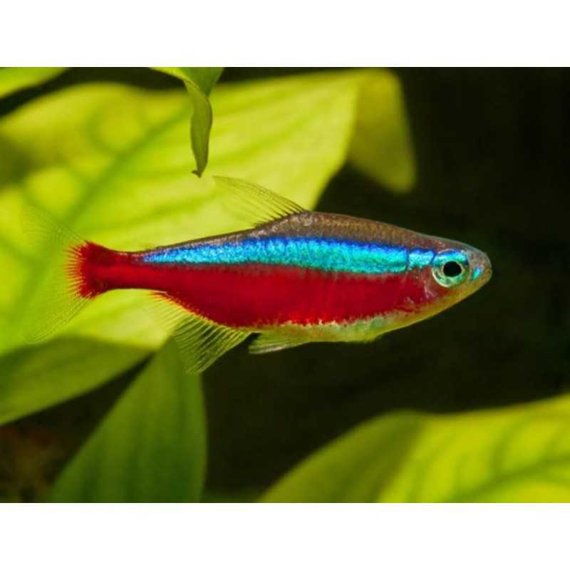 Cardinals TG L Parachedidon Axelrodi