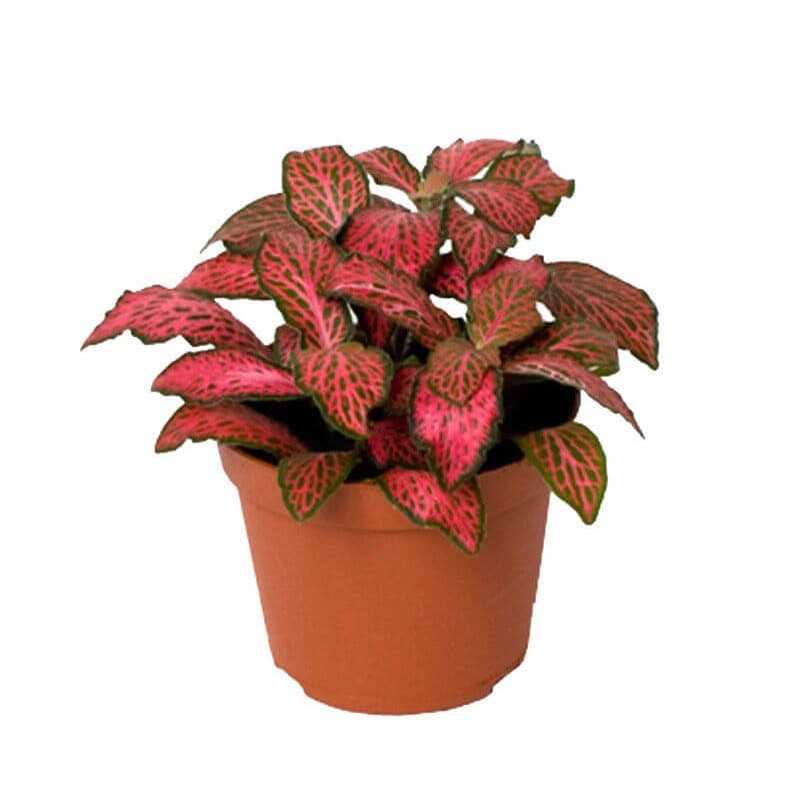 Fittonia Red in vasetto - Aquaflora