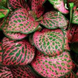 Fittonia Red in Jar - Aquaflora 2