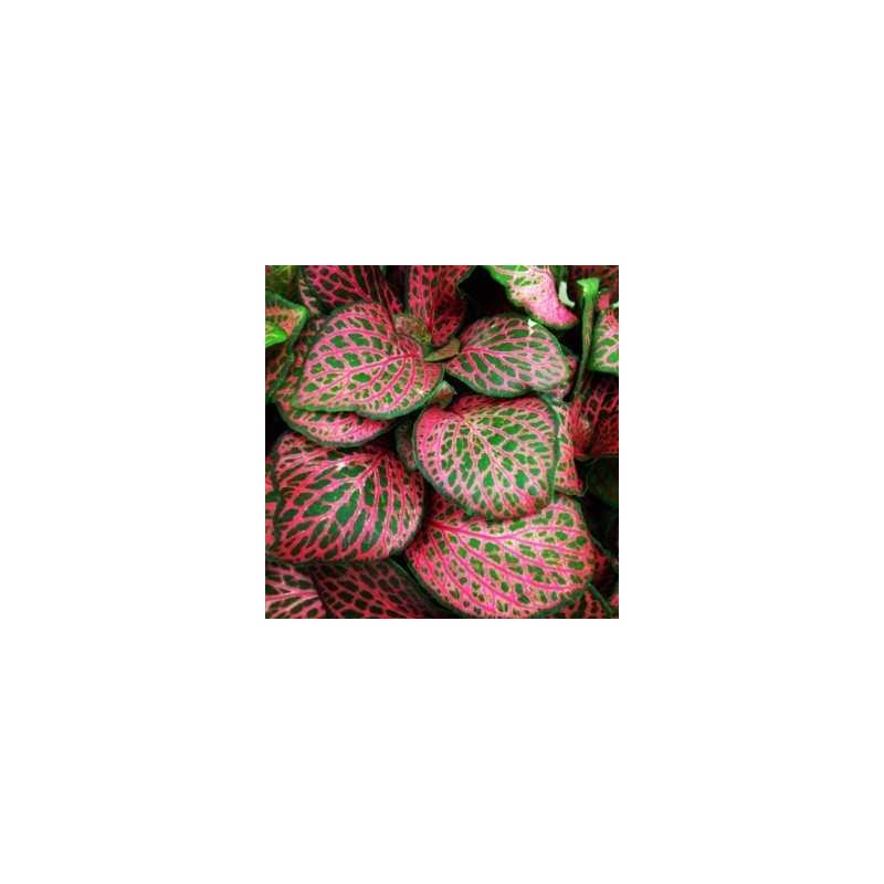 FITTONIA ROUGE À JAR - Aquaflora