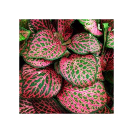 FITTONIA ROUGE À JAR - Aquaflora