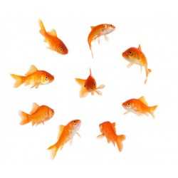 Classic red fish (Carassius Auratus)