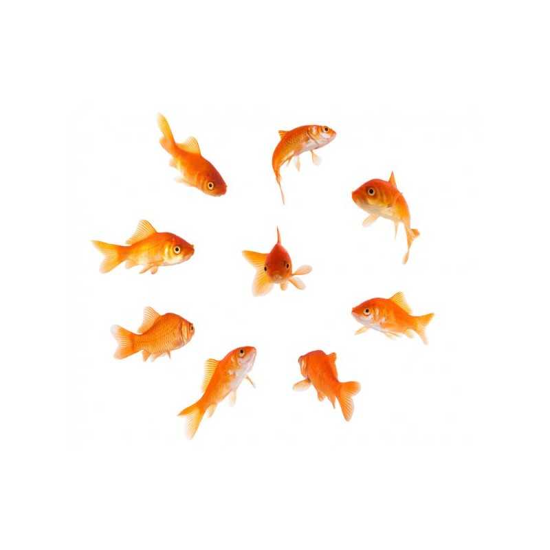 Poisson rouge classique (Carassius auratus)