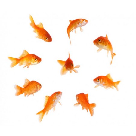 Poisson rouge classique (Carassius auratus)