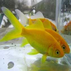 Poisson jaune Canary (Carassius Auratus) - Poisson rouge