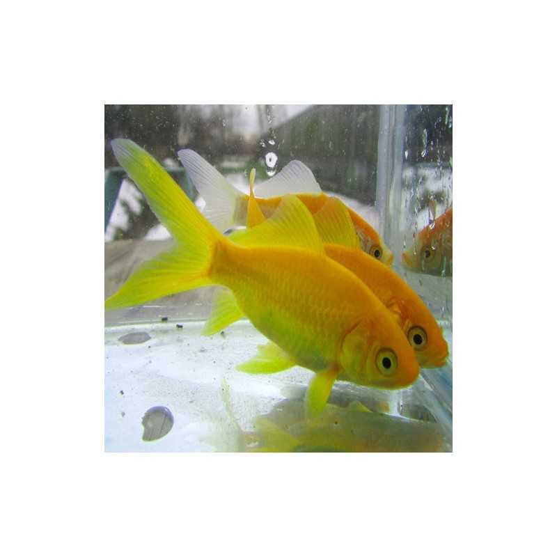 Pesce Giallo Canarino (Carassius Auratus) -...