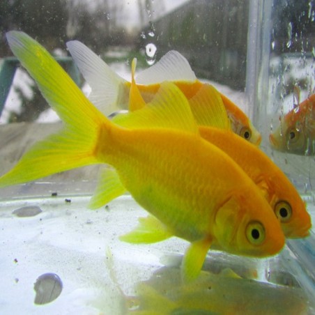 Pesce Giallo Canarino (Carassius Auratus) - Pesce Rosso